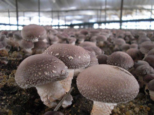 香菇食用菌菌种